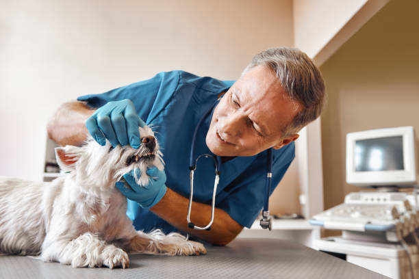 Best Broken or Cracked Tooth Emergency Dentist in Twain Harte, CA